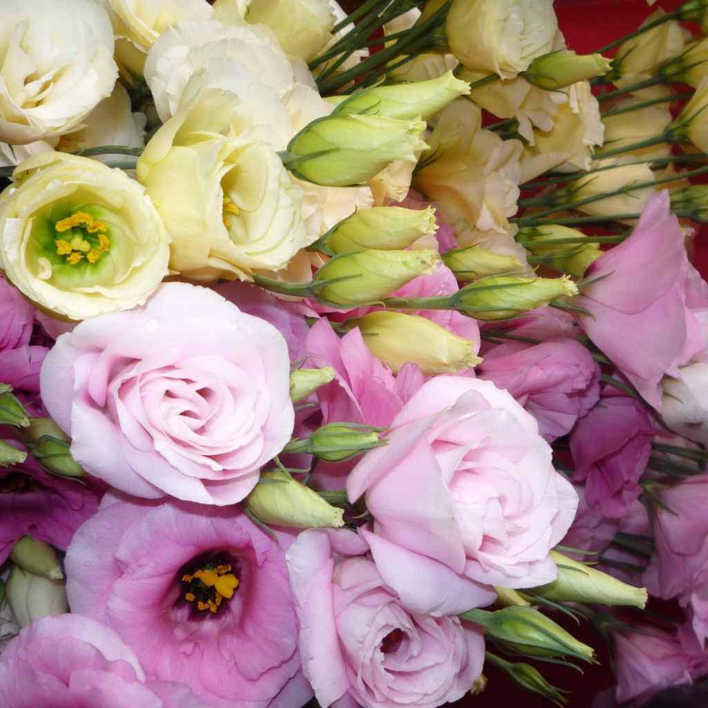 В саду красивые цветы эустома (ирландская роза) 