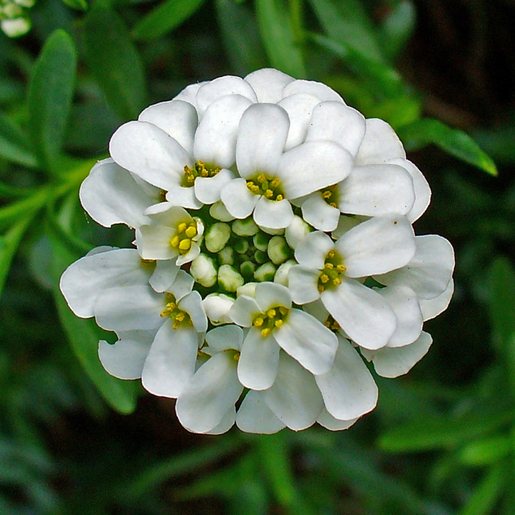 В саду красивые цветы иберис