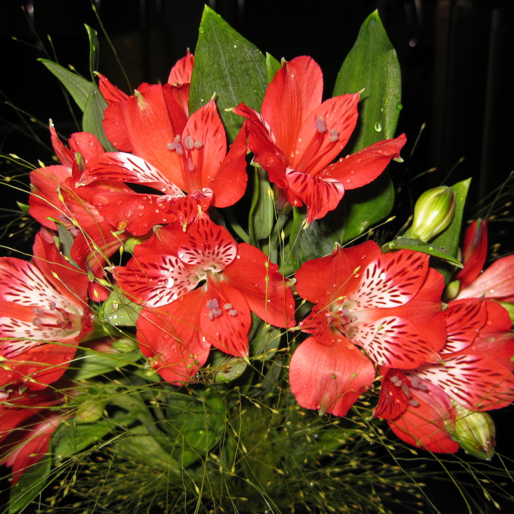 В саду красивые цветы альстремерия