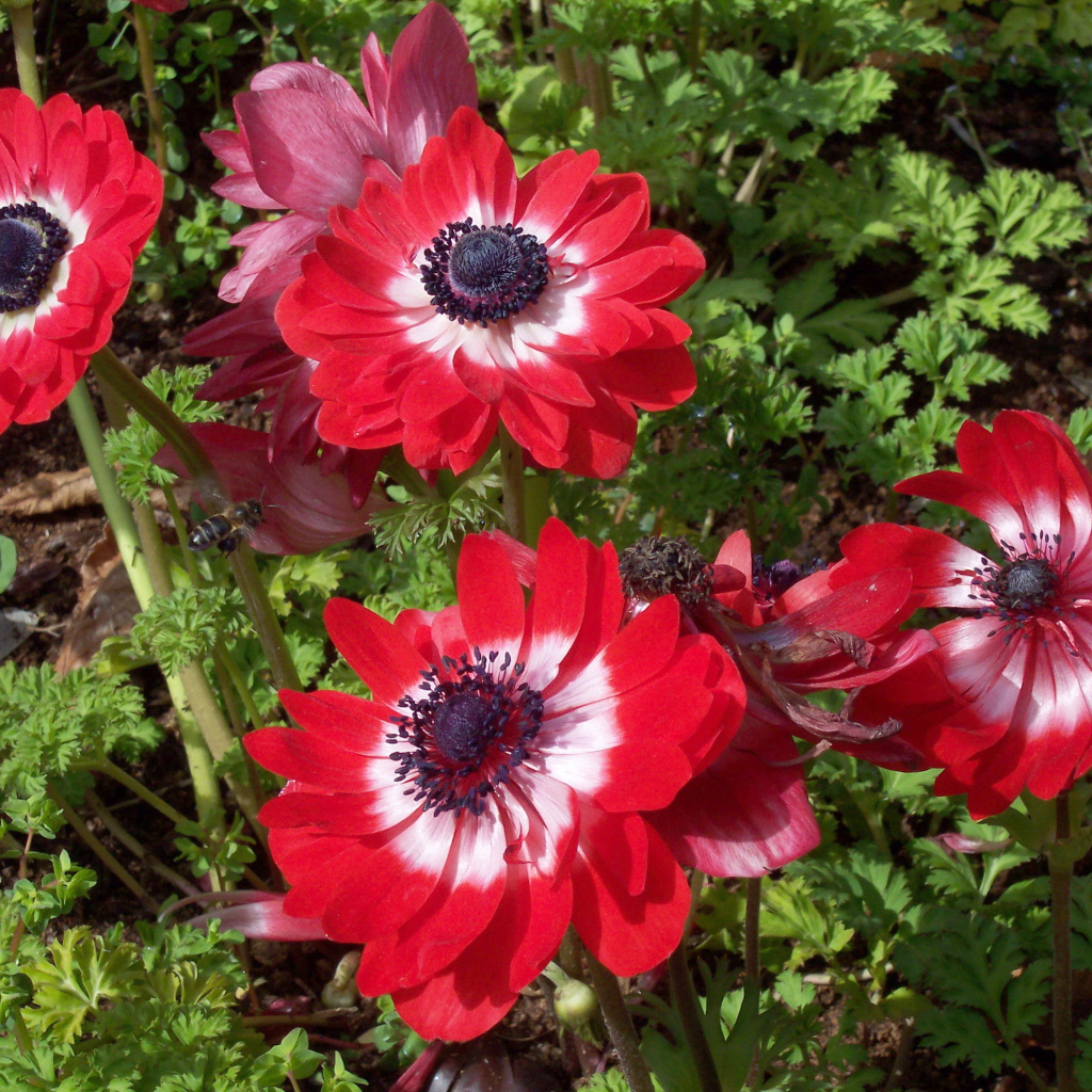 В саду красивые цветы анемона