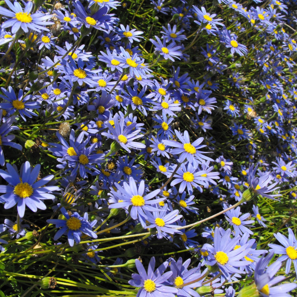 В саду красивые цветы астра