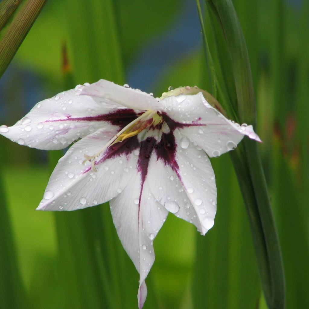В саду красивые цветы ацидантера
