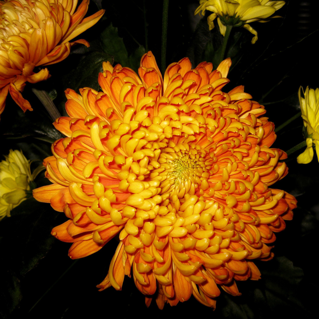 В саду красивые цветы хризантема