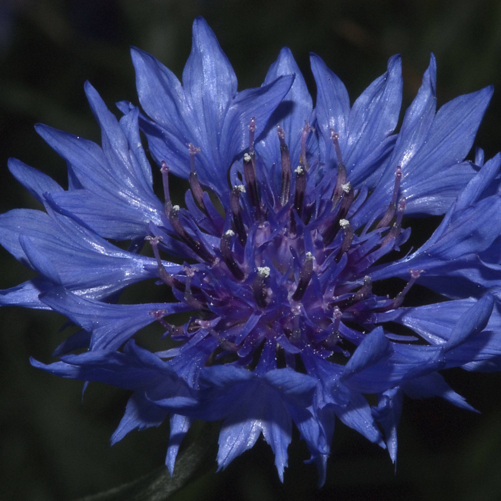 В саду красивые цветы васильки