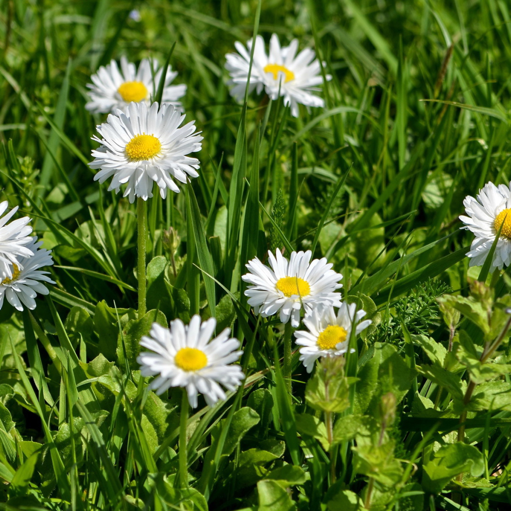 В саду красивые цветы маргаритки