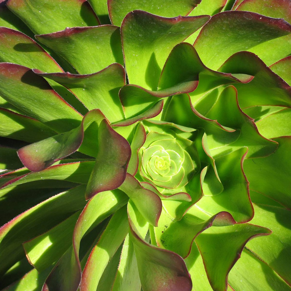 В саду красивые цветы эхеверия (эчеверия) 