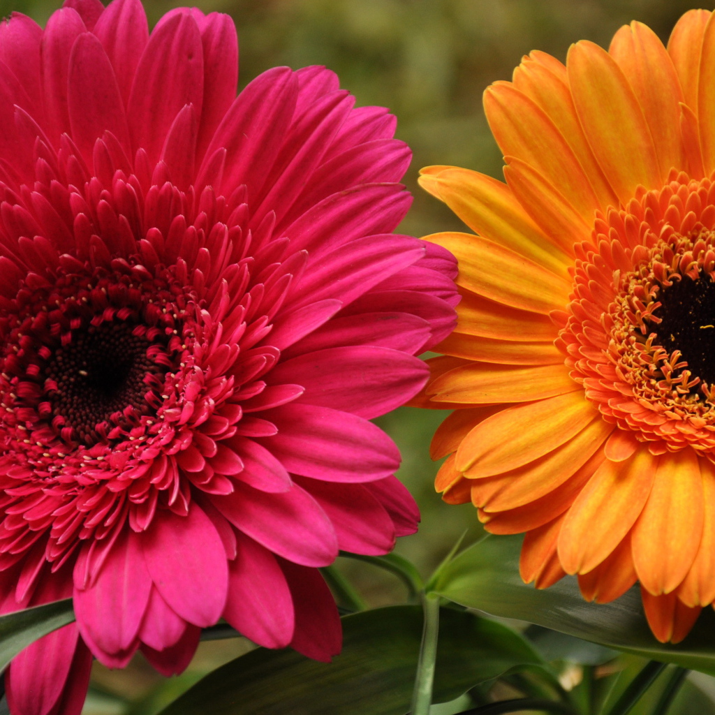 В саду красивые цветы гербера