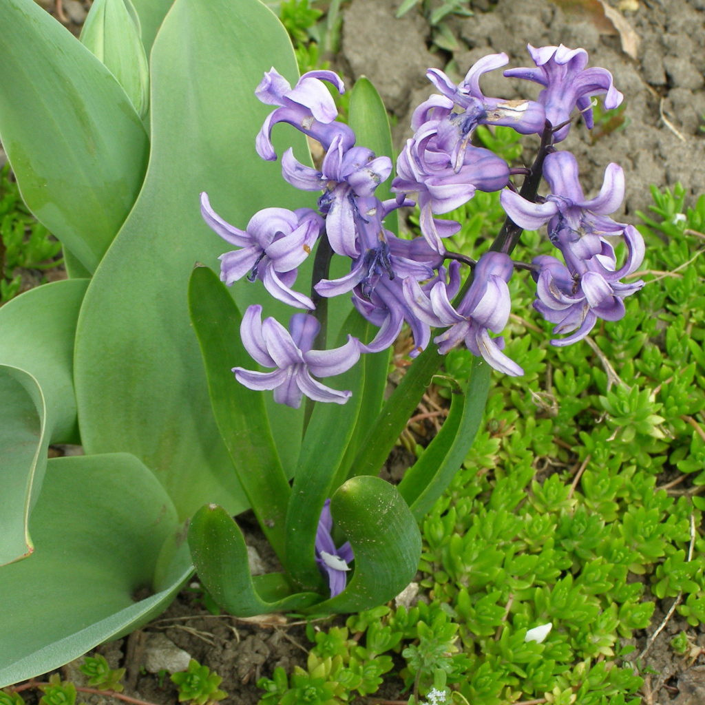 В саду красивые цветы гиацинты