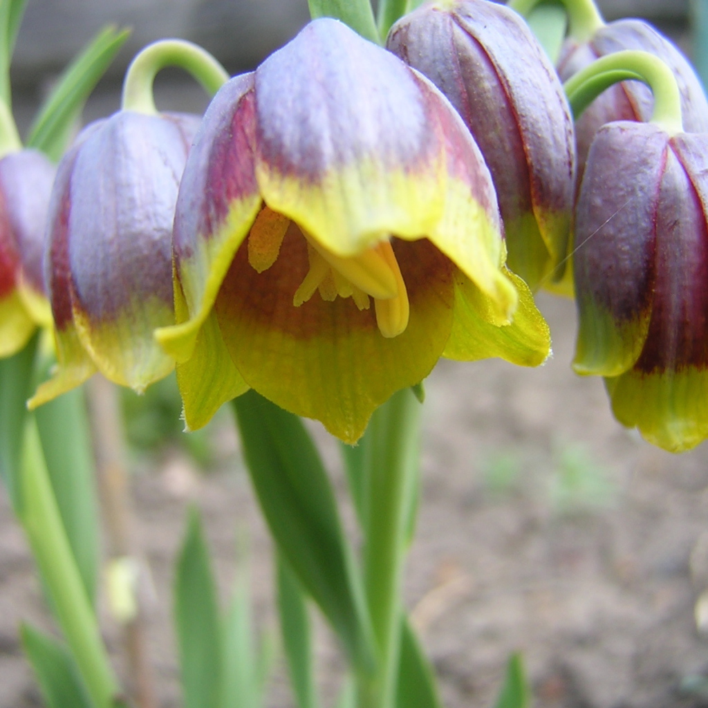 В саду красивые цветы нектароскордум 