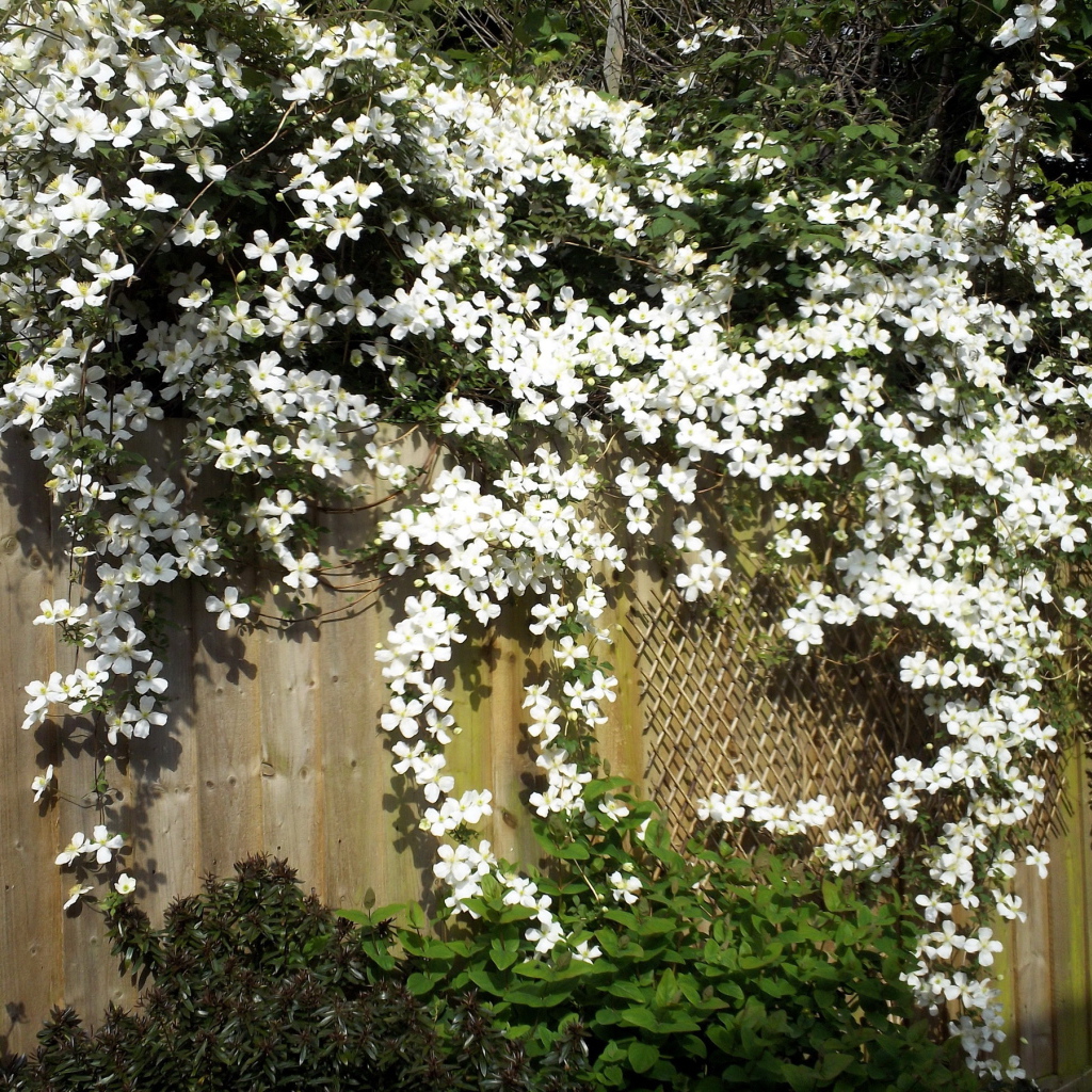 В саду красивые цветы клематис