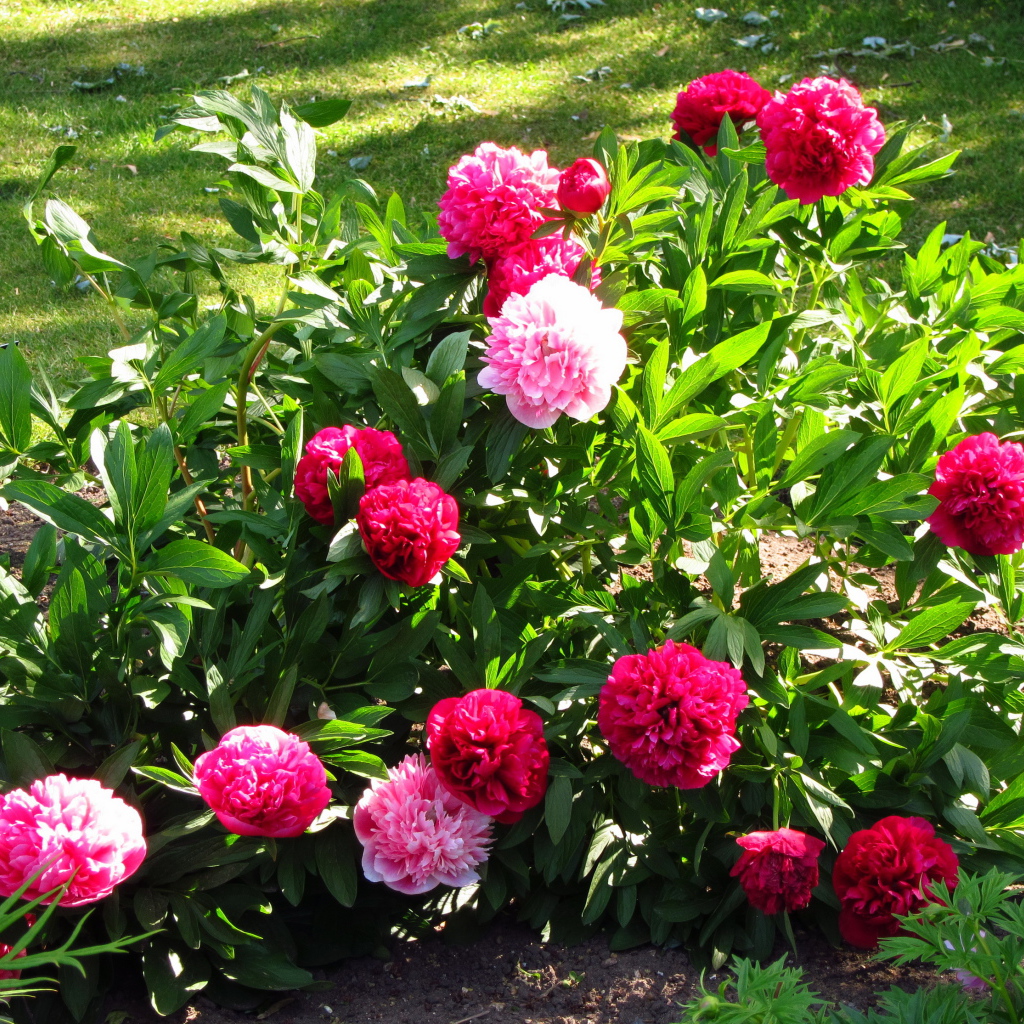 В саду красивые цветы пионы
