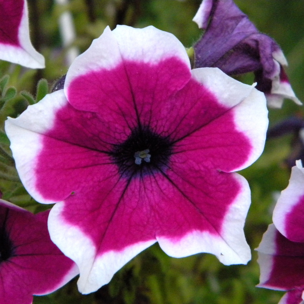 В саду красивые цветы петуния