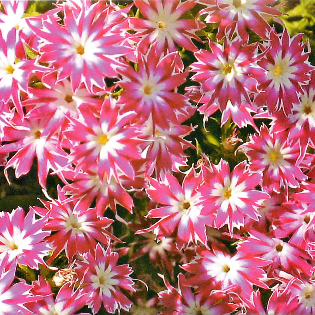 В саду красивые цветы флокс