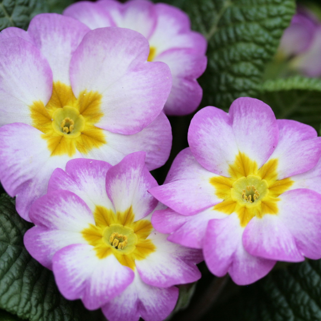 В саду красивые цветы примула