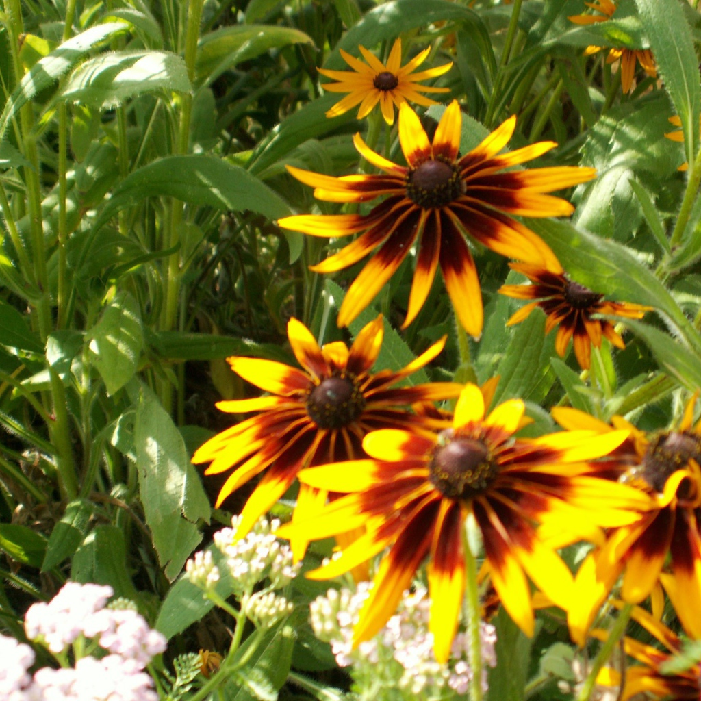 В саду красивые цветы рудбекия