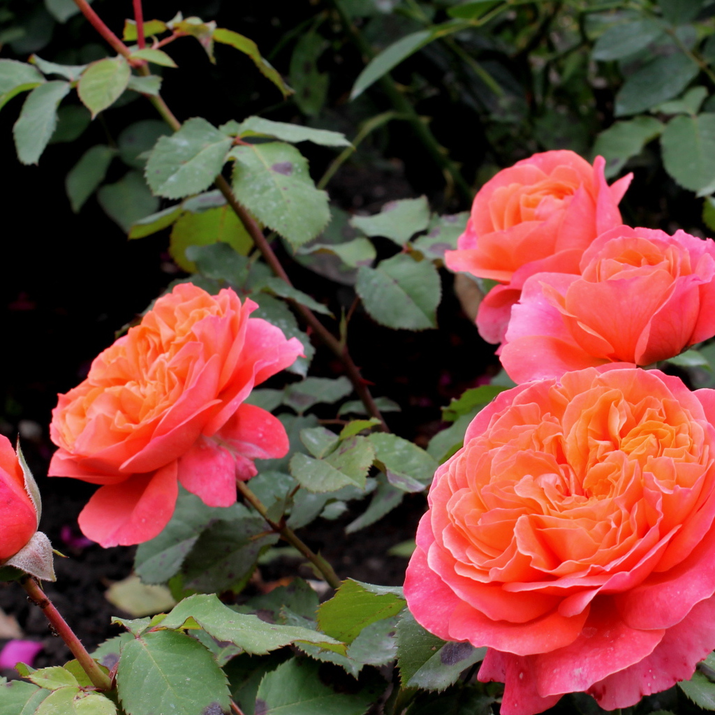 В саду красивые цветы кустарниковые розы