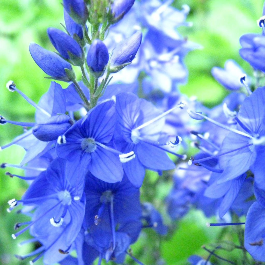 В саду красивые цветы вероника