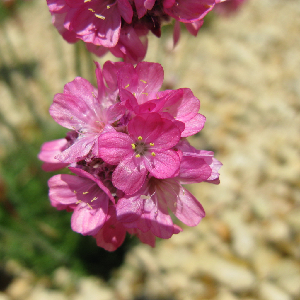 В саду красивые цветы армерия