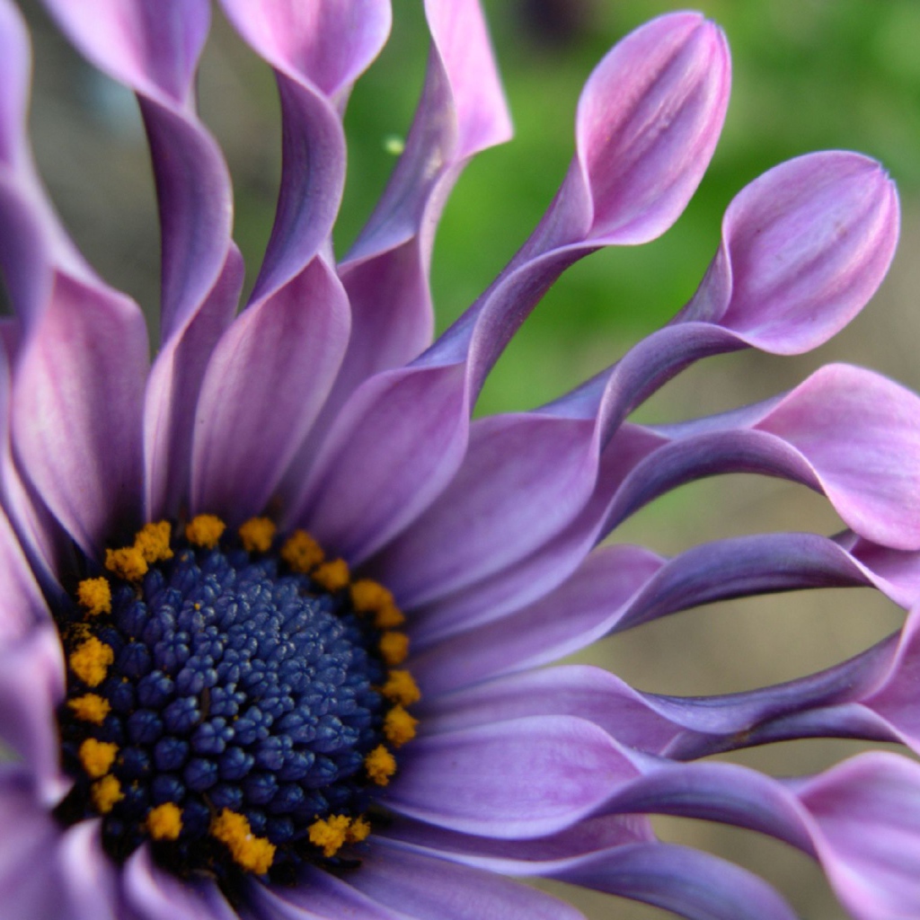 В саду красивые цветы венидиум