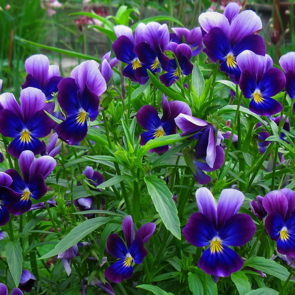 В лесу весенние цветы анютины глазки