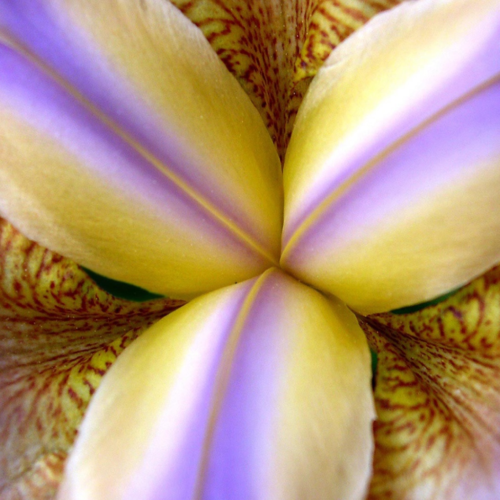 Внутри бутона ириса