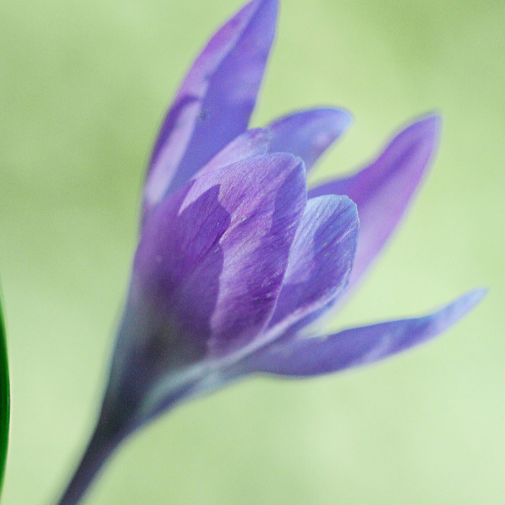 Интересный цветок