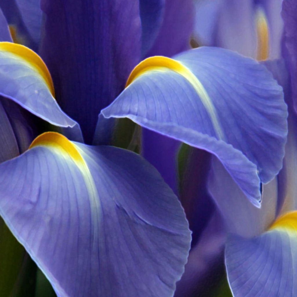 Цветок ириса вблизи