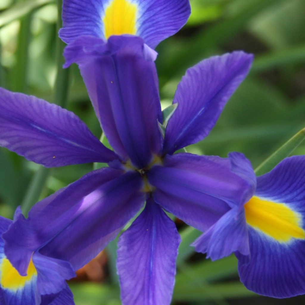 Цветок ириса во всей красе