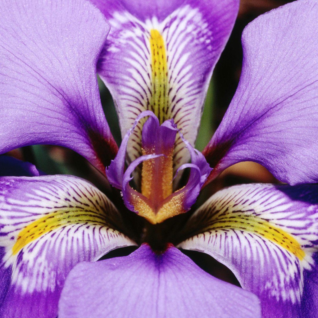 Лепестки цветка ириса