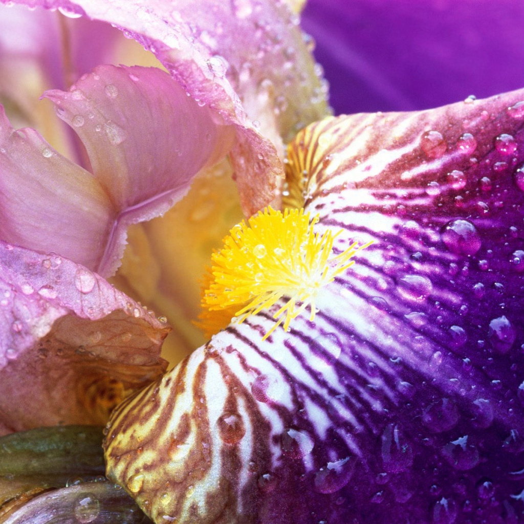 Ирис в лучах солнца