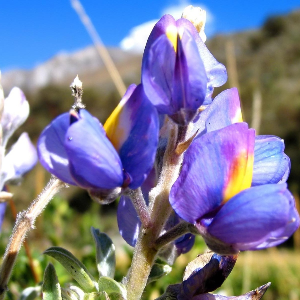 Ирисы на фоне скалы