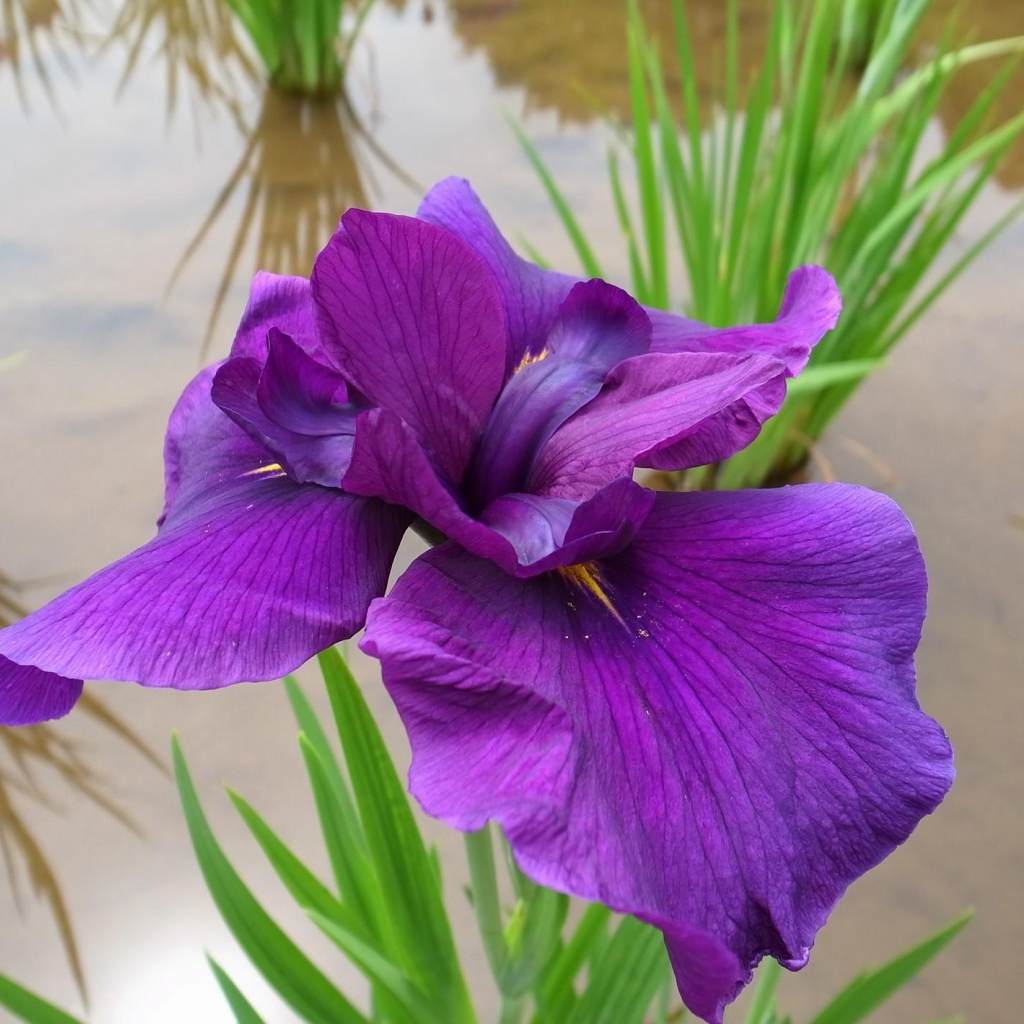 Ирис над водой