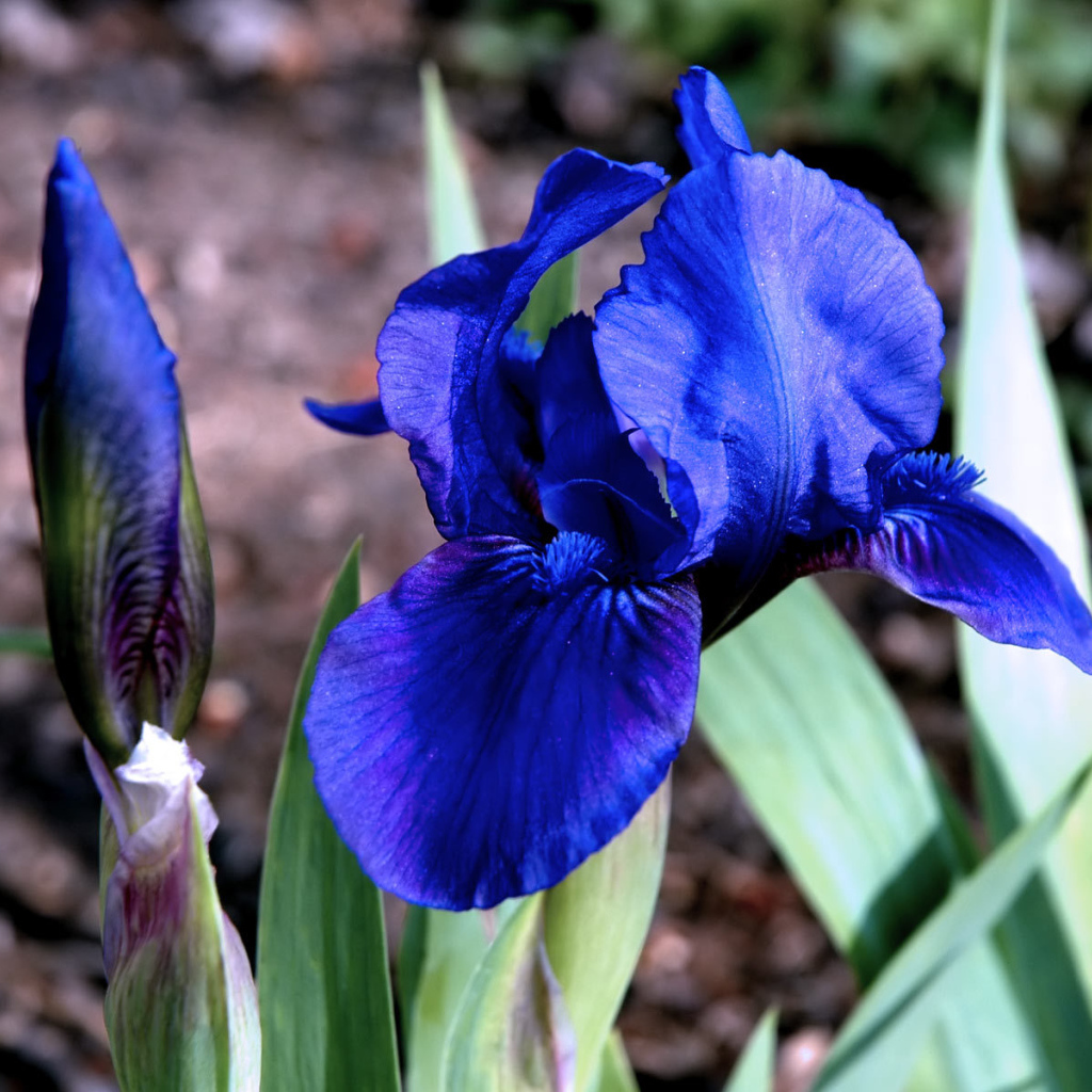 Ирисы в саду