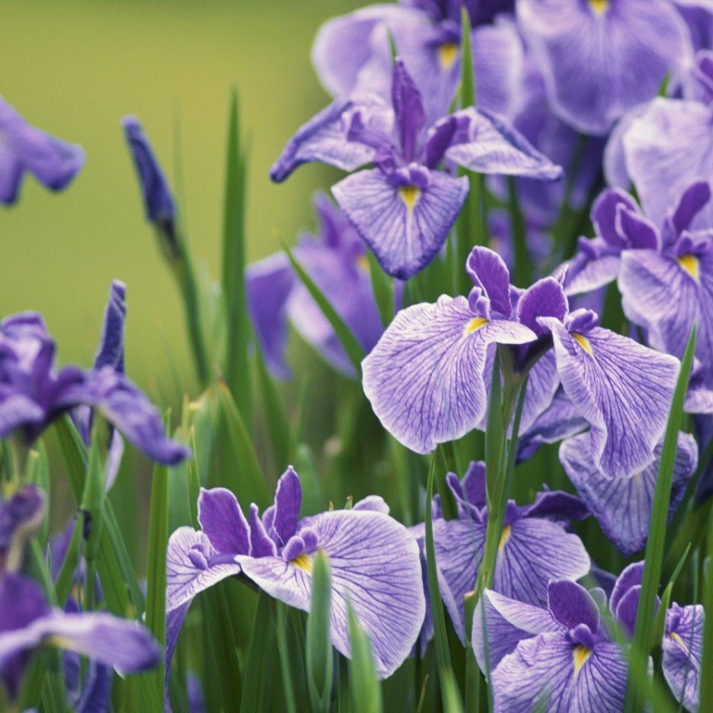 Ирисы на клумбе