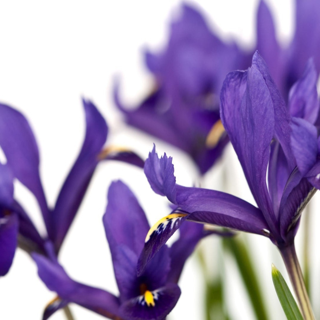 Ирисы на белом фоне