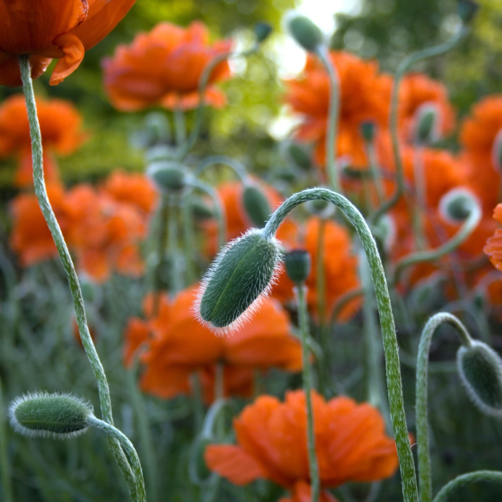 Цветы в Джексон парке
