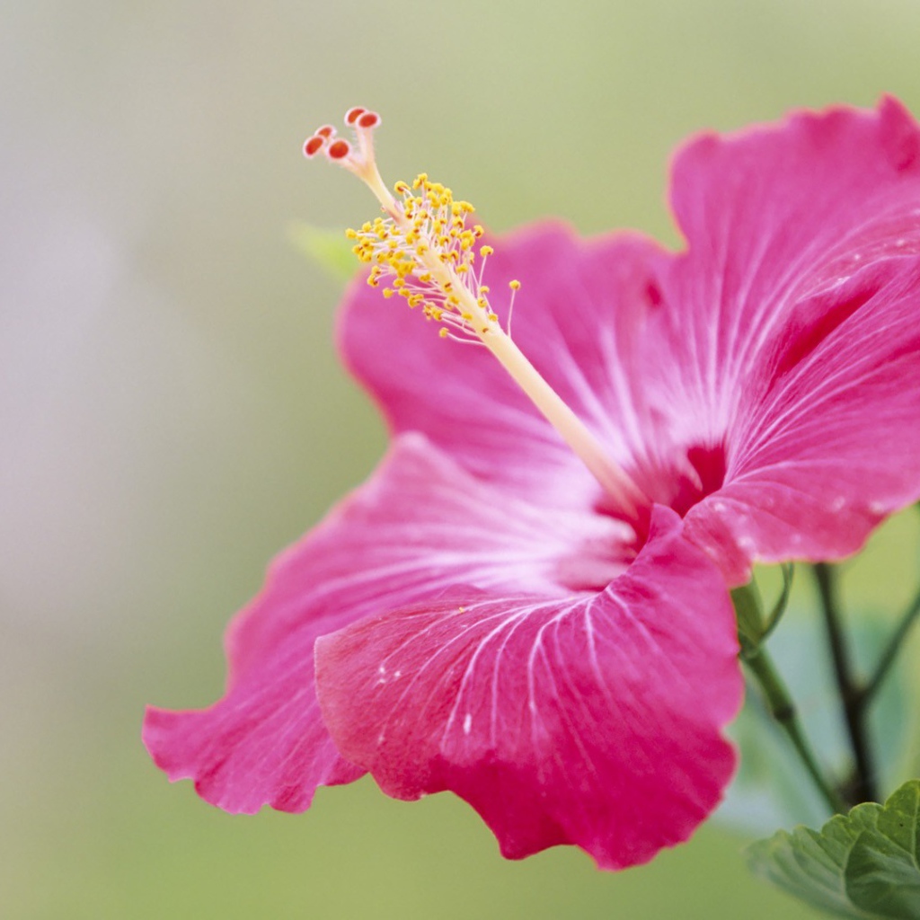 Японский хибискус