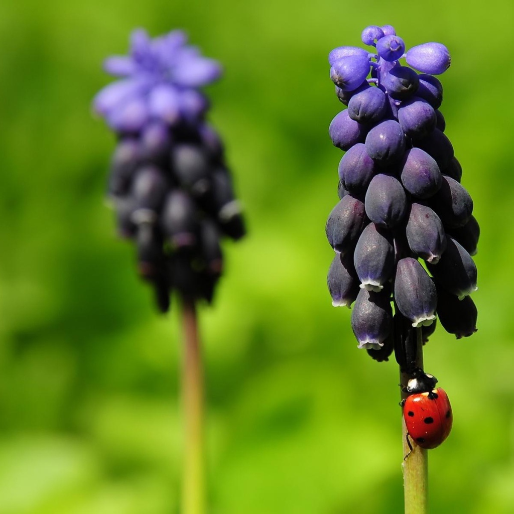 Божья коровка на прелестных цветах гиацинт