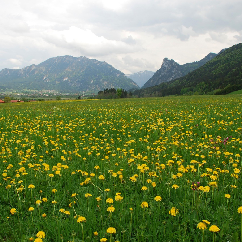Большое поле одуванчиков