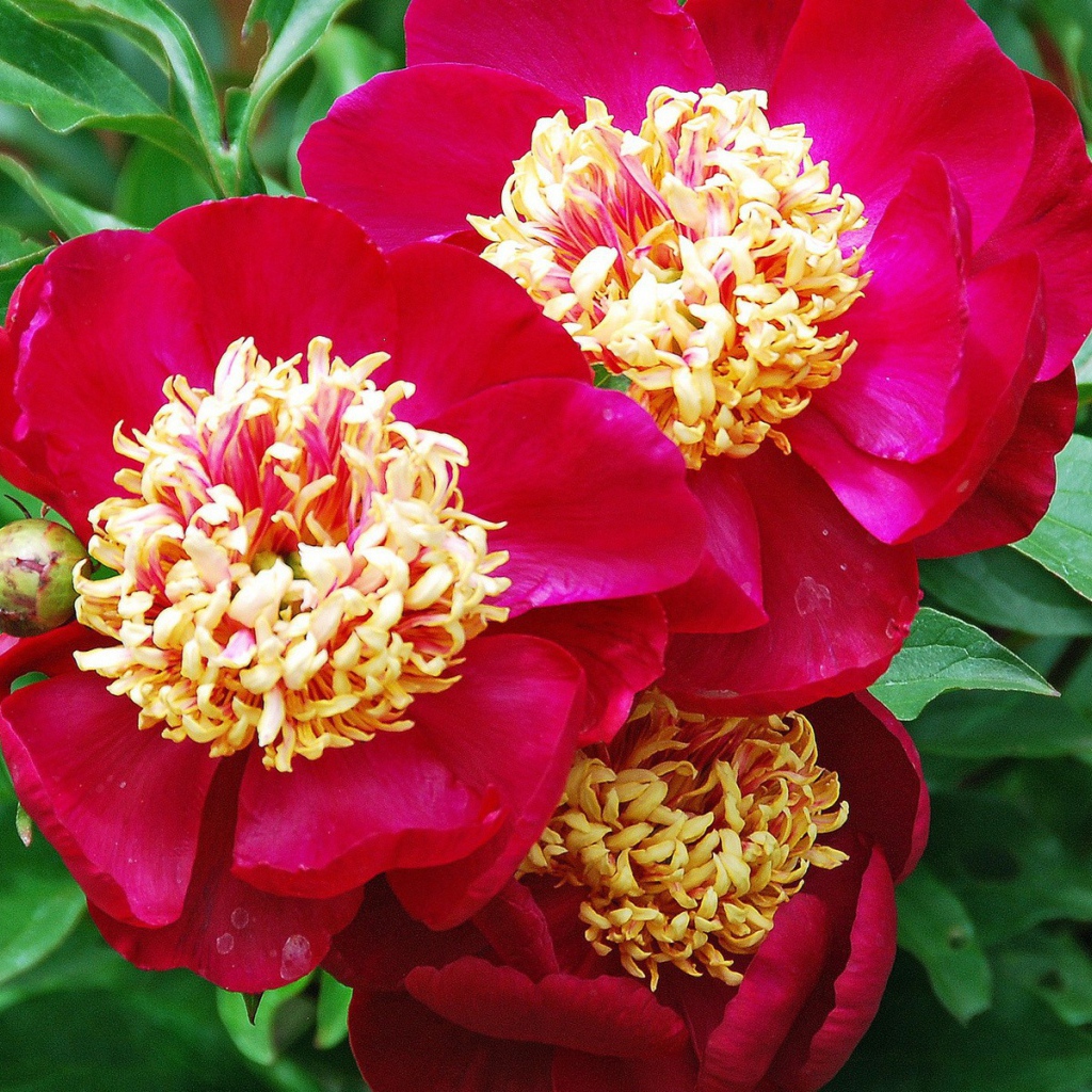 Большие цветы с красными лепестками