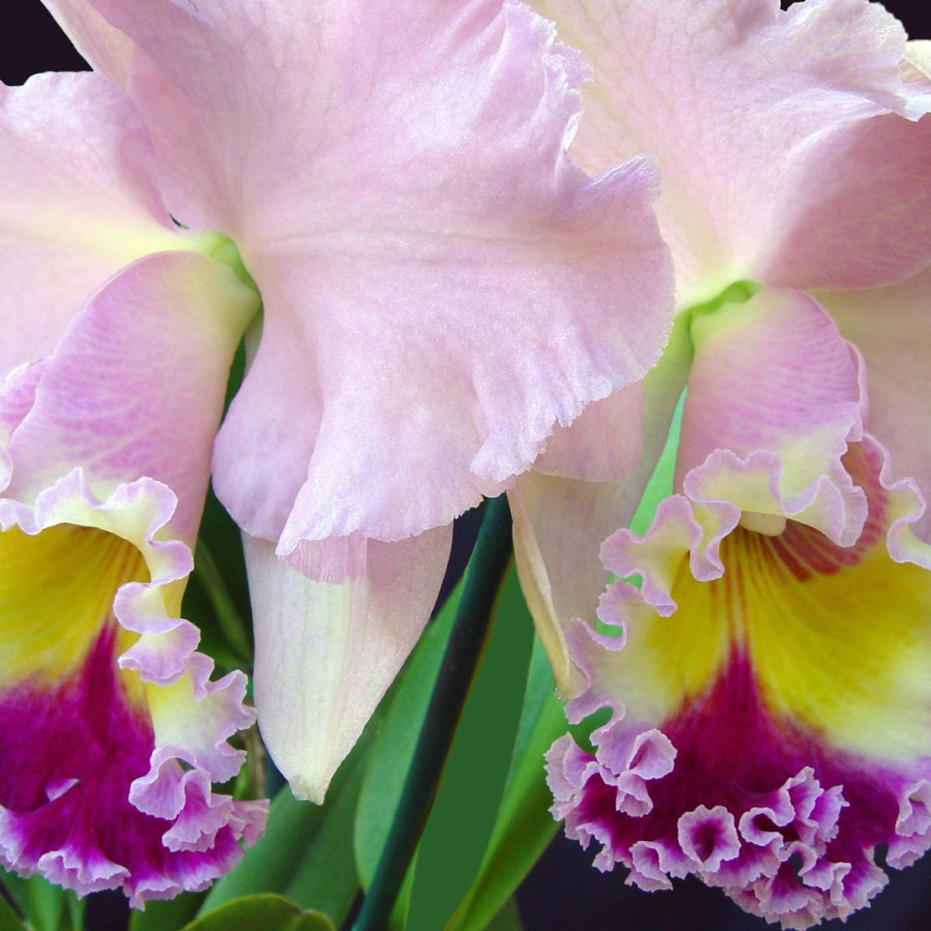 Нежно розовый ирис