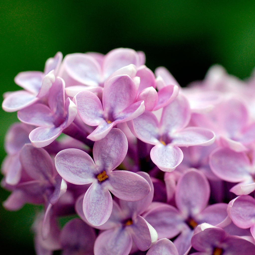 Цветы сирени