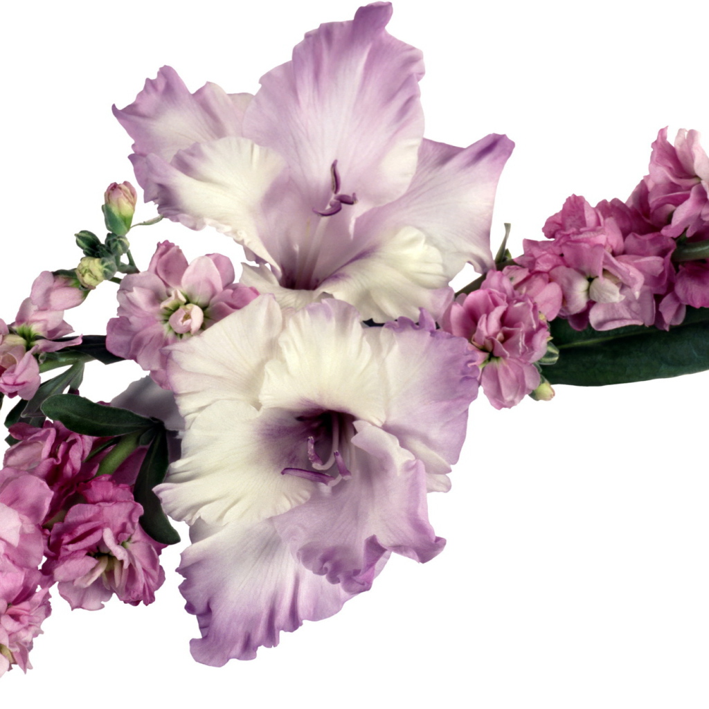 Букет сиреневых гладиолусов