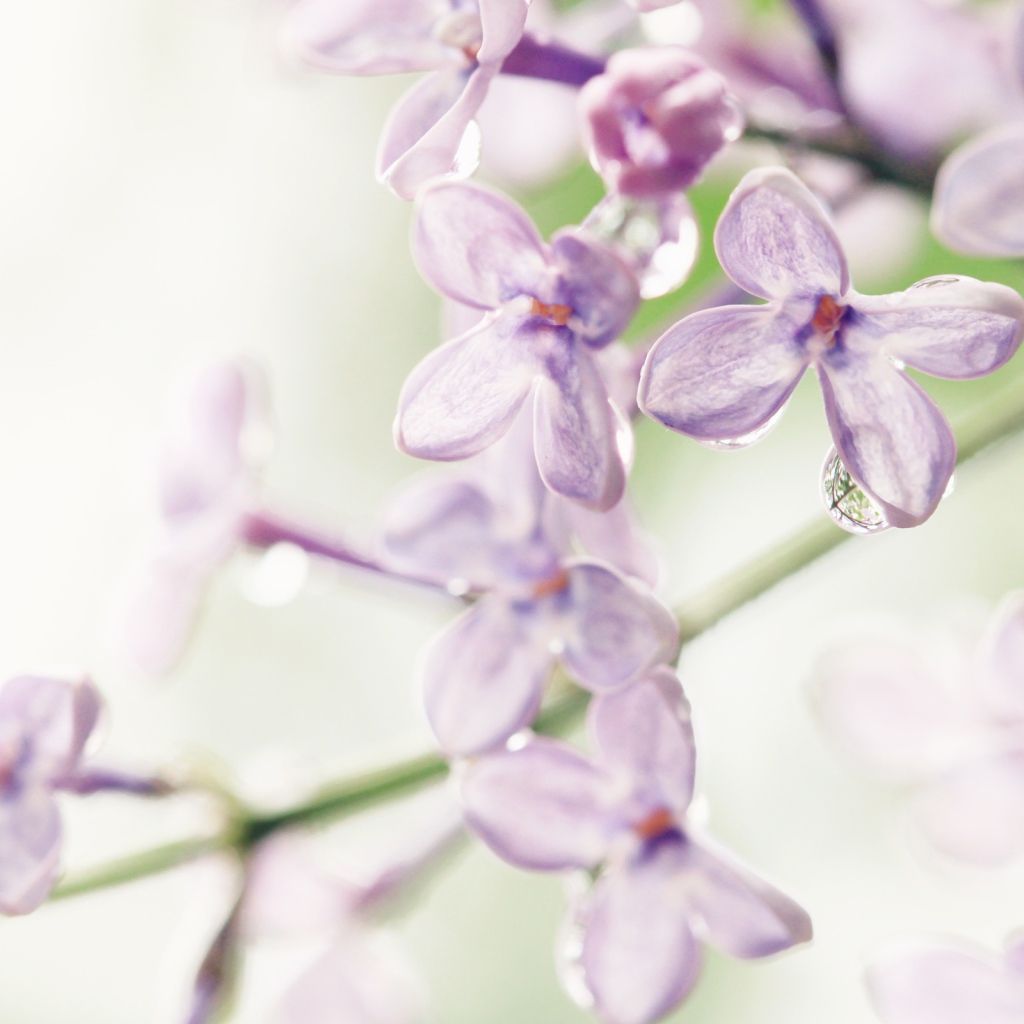 Лиловые цветы