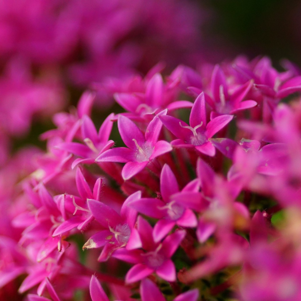 Цветы сирени