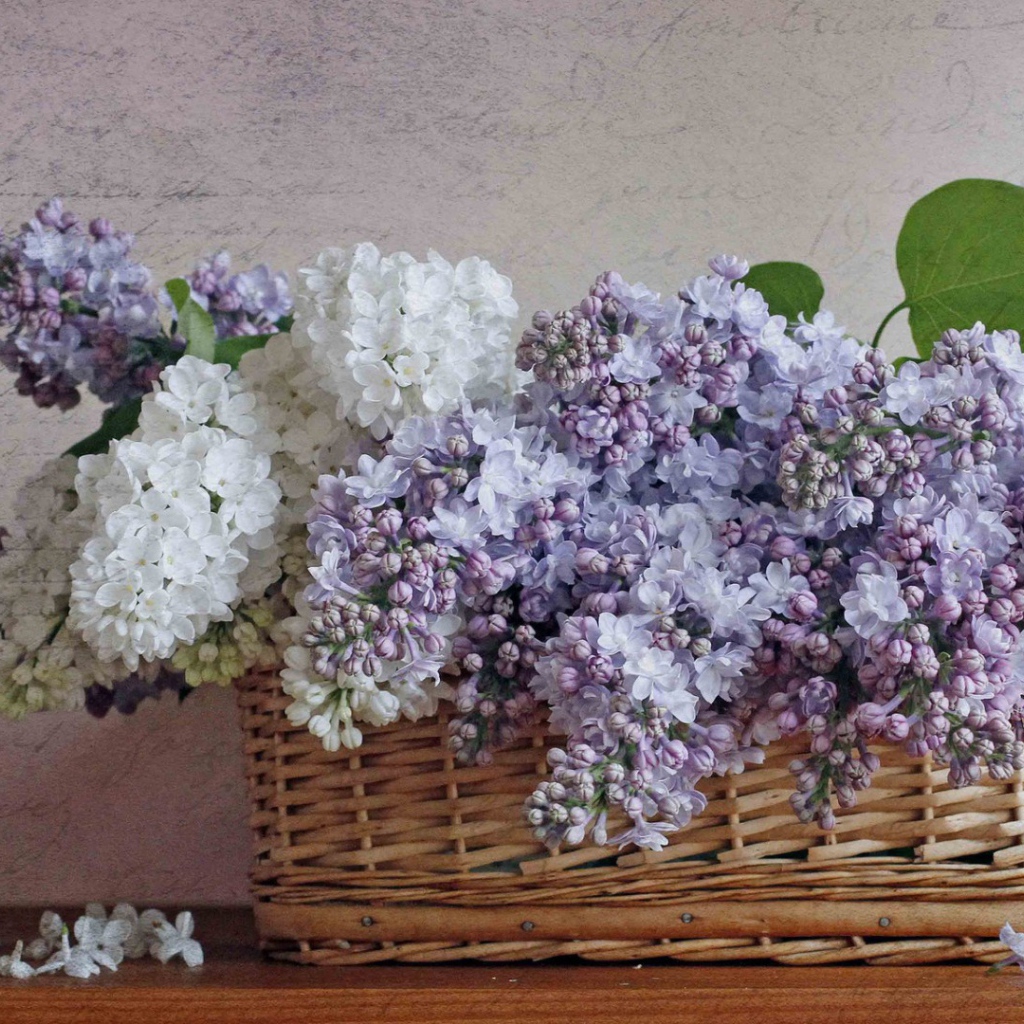 Сирень в корзине