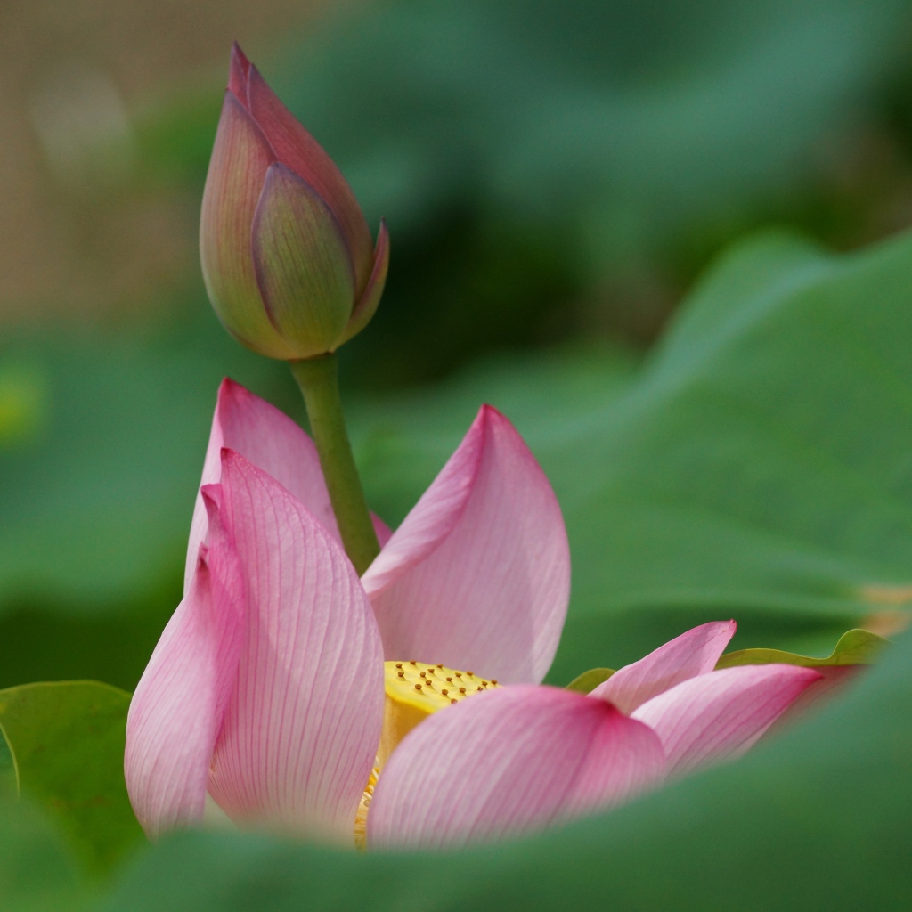 Бутон лилии