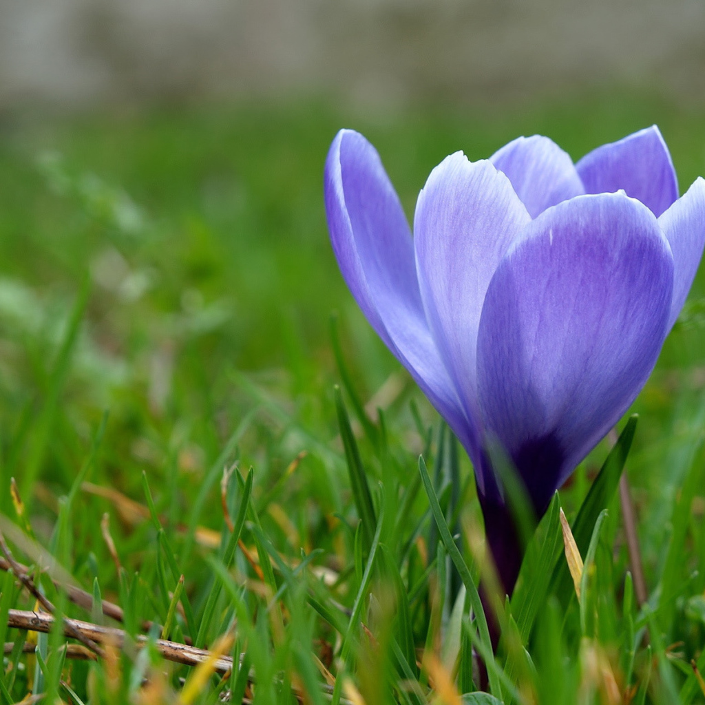 Одинокий подснежник в саду