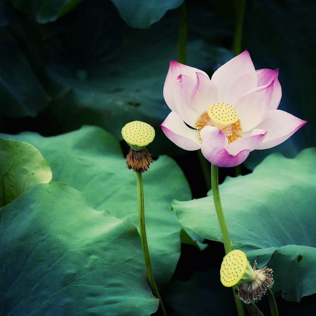 Цветок лотоса