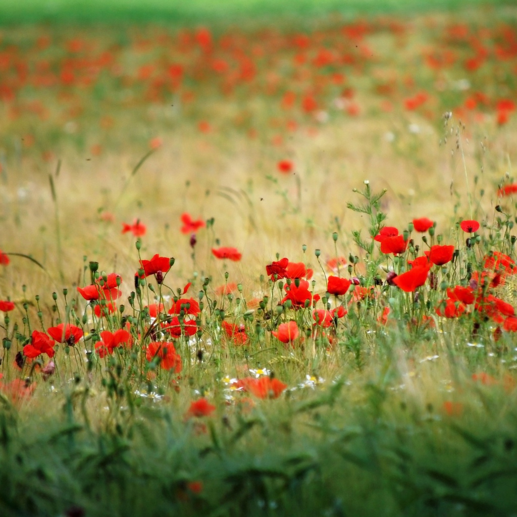 Много красного мака в поле